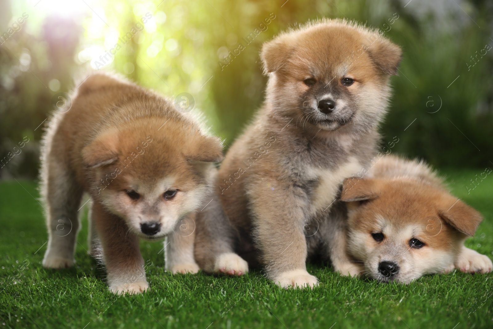 Photo of Adorable Akita Inu puppies on green grass outdoors