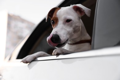 Cute Jack Russel Terrier peeking out car window