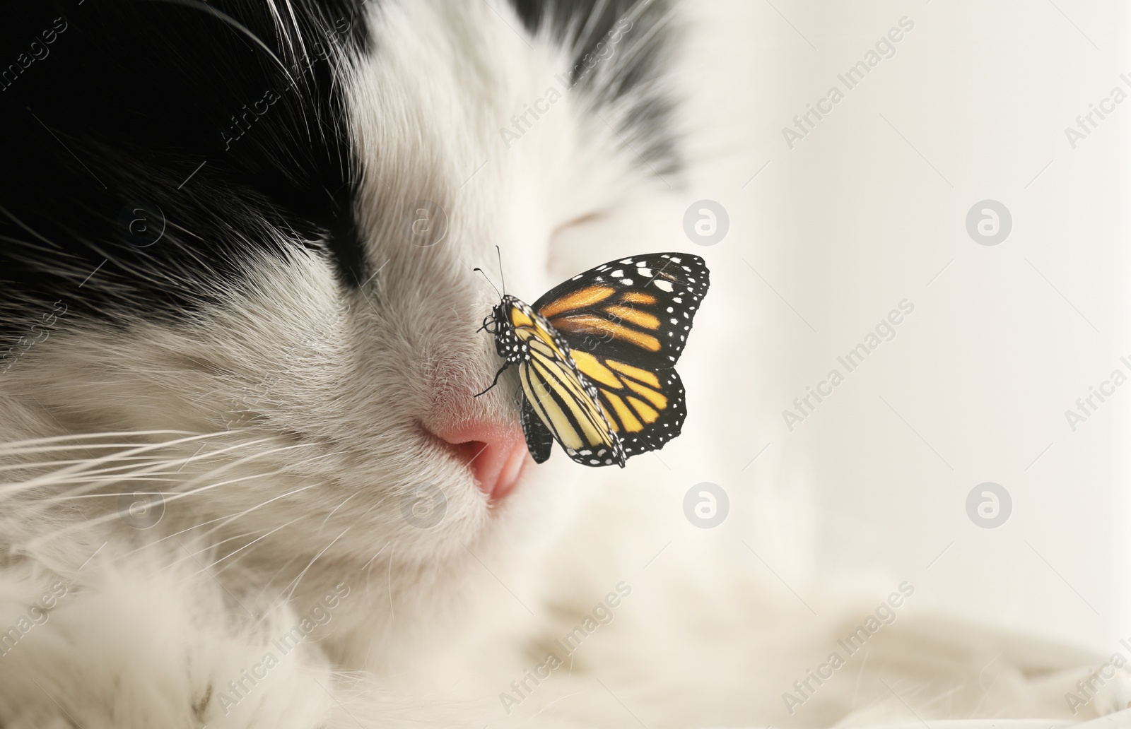 Image of Closeup view of cute cat and butterfly on light background