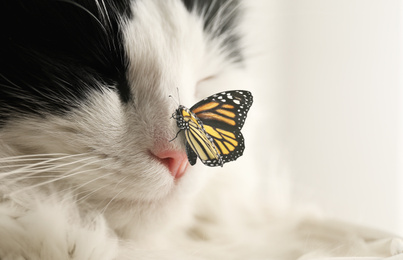 Closeup view of cute cat and butterfly on light background