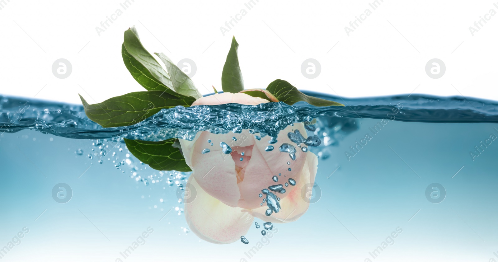 Image of Beautiful white peony flower falling into water on white background