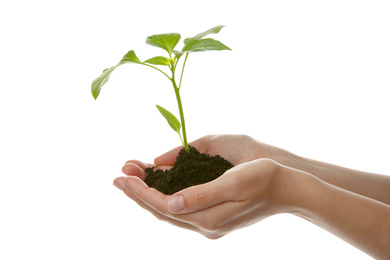 Photo of Woman holding soil with green pepper seedling on white background, closeup
