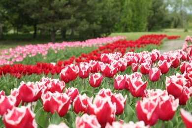 Photo of Beautiful red tulip flowers growing in field