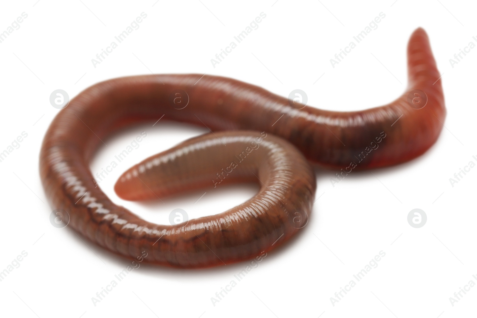 Photo of One earthworm isolated on white. Terrestrial invertebrates