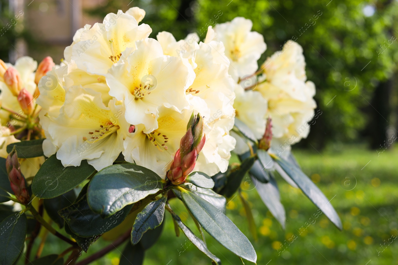 Photo of Rhododendron plant with beautiful white flowers in park, closeup view