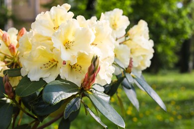 Rhododendron plant with beautiful white flowers in park, closeup view