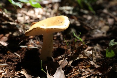 Photo of One mushroom growing among fallen leaves in forest, closeup