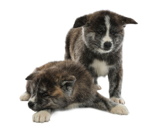 Cute Akita inu puppies on white background. Friendly dogs