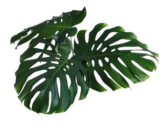 Green fresh monstera leaves on white background. Tropical plant