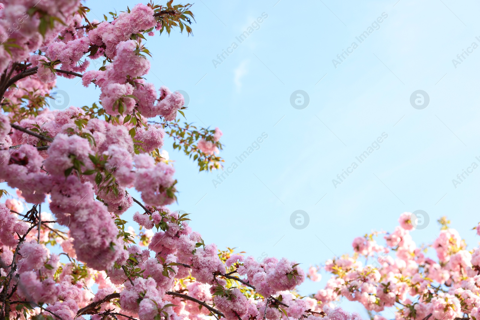 Photo of Beautiful blossoming sakura tree with pink flowers against blue sky, space for text. Spring season