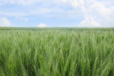 Beautiful view of field with ripening wheat