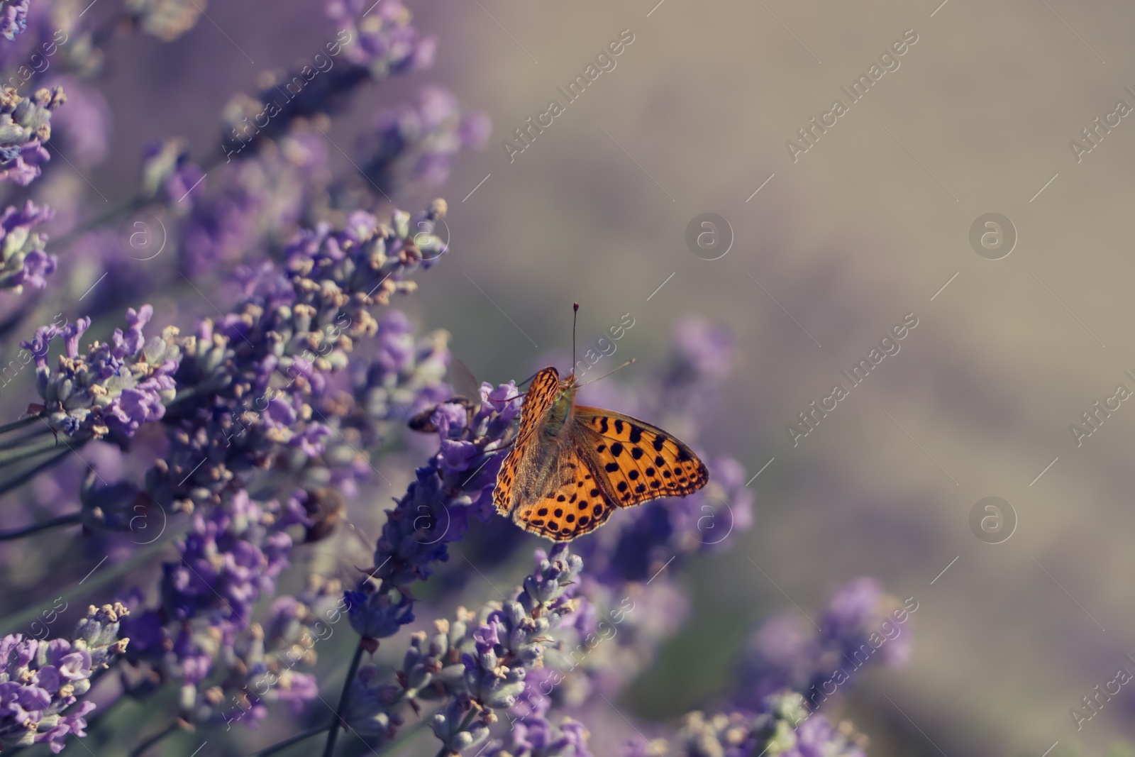 Photo of Beautiful butterfly in lavender field on summer day, closeup