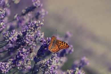 Beautiful butterfly in lavender field on summer day, closeup