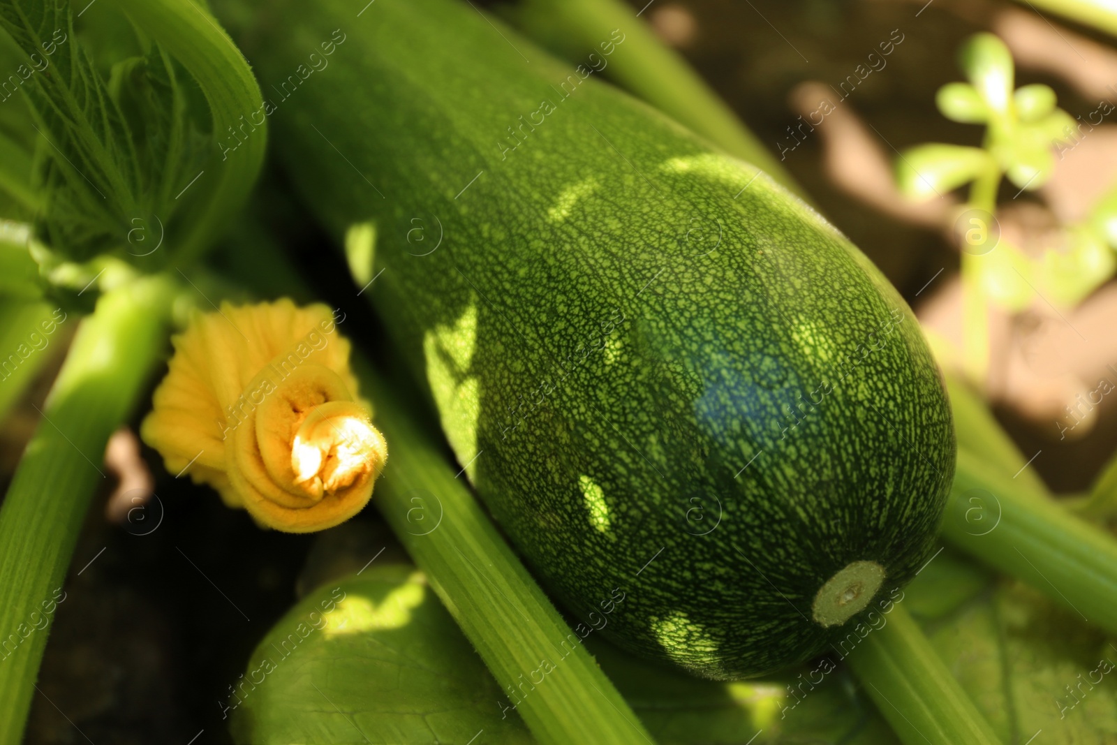 Photo of Green zucchini ripening outdoors on sunny day, closeup