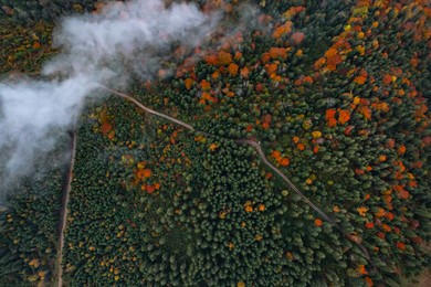 Image of Aerial view of beautiful forest on autumn day