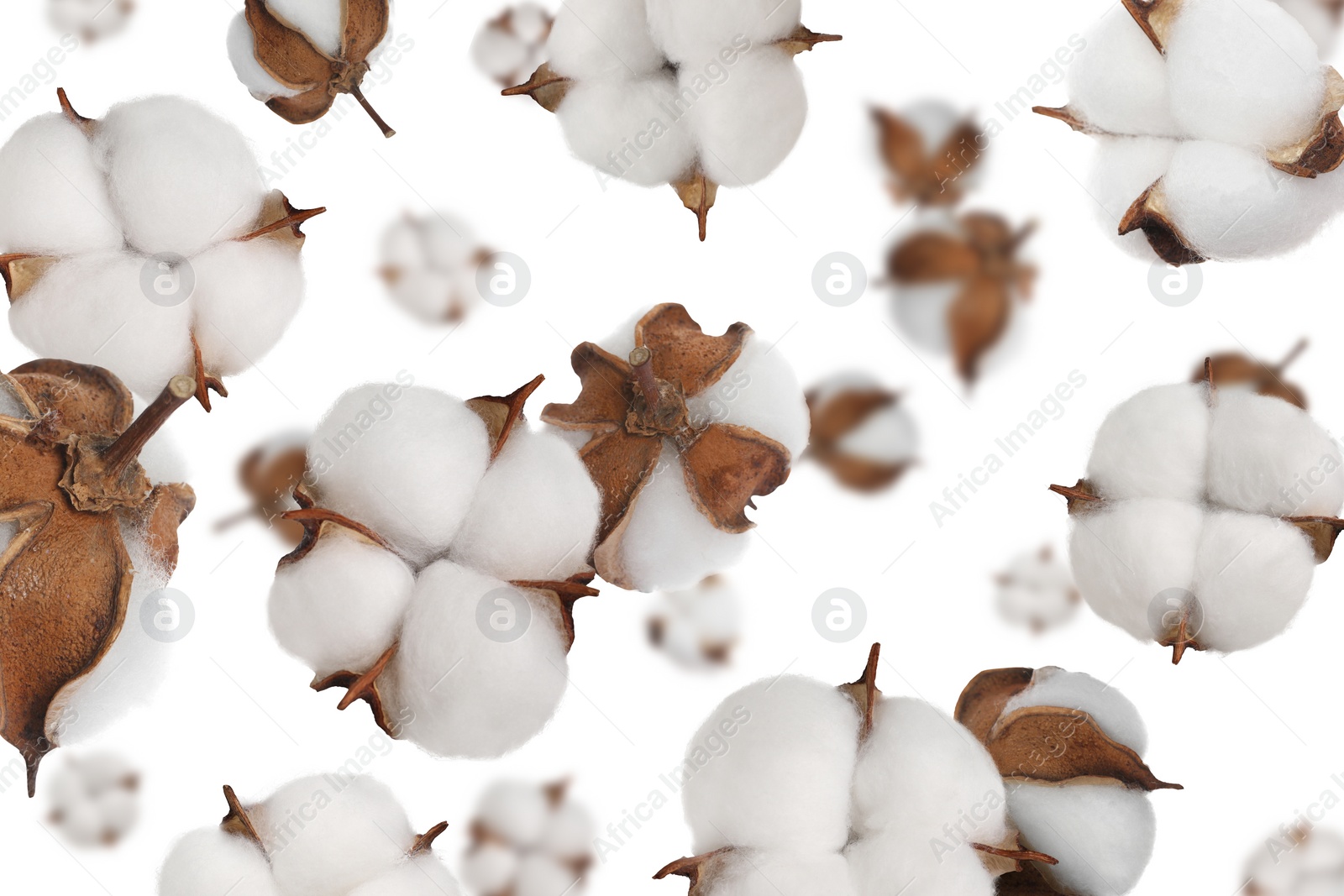 Image of Beautiful cotton flowers falling on white background