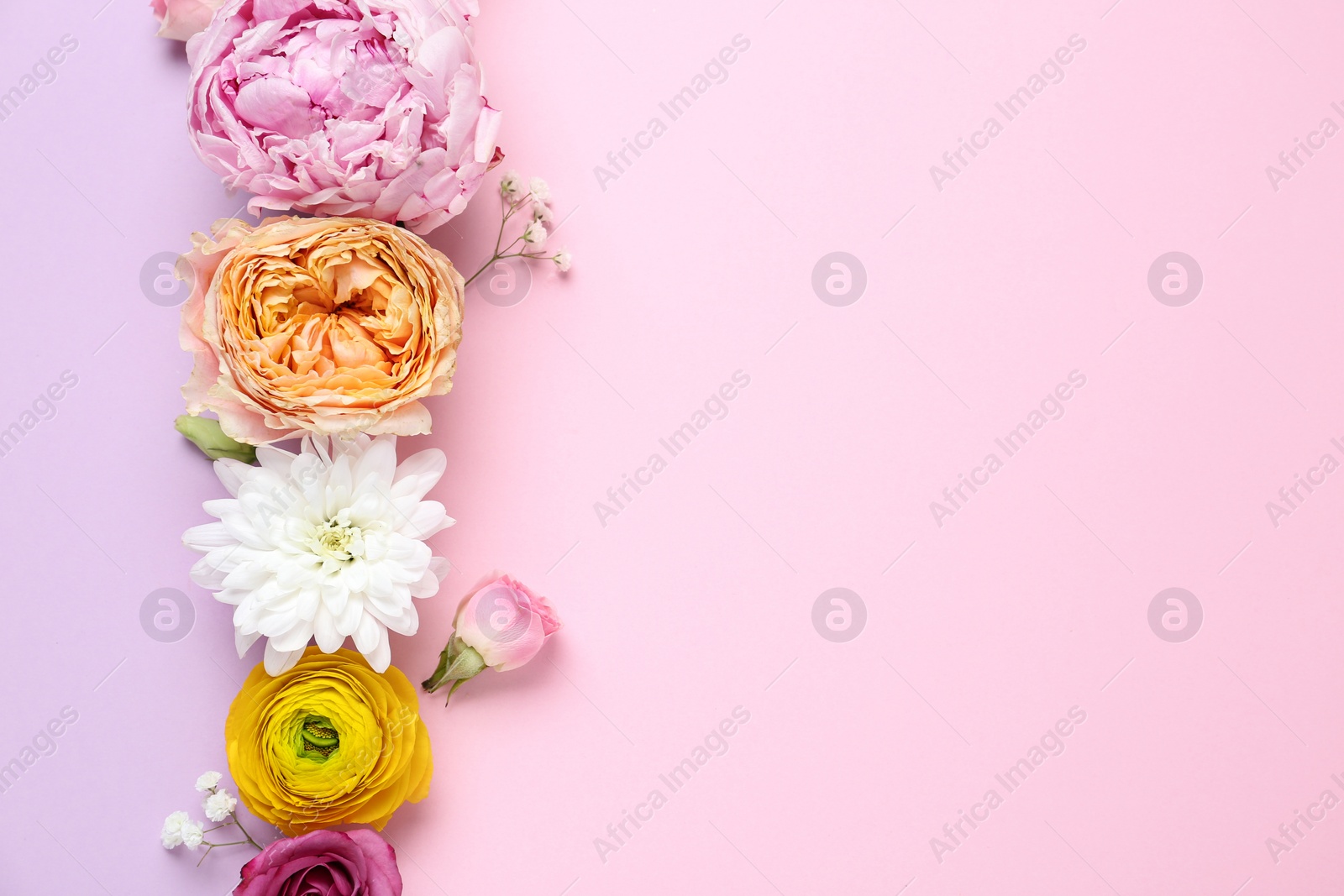 Photo of Floral composition with beautiful flowers on color background, flat lay. Space for text