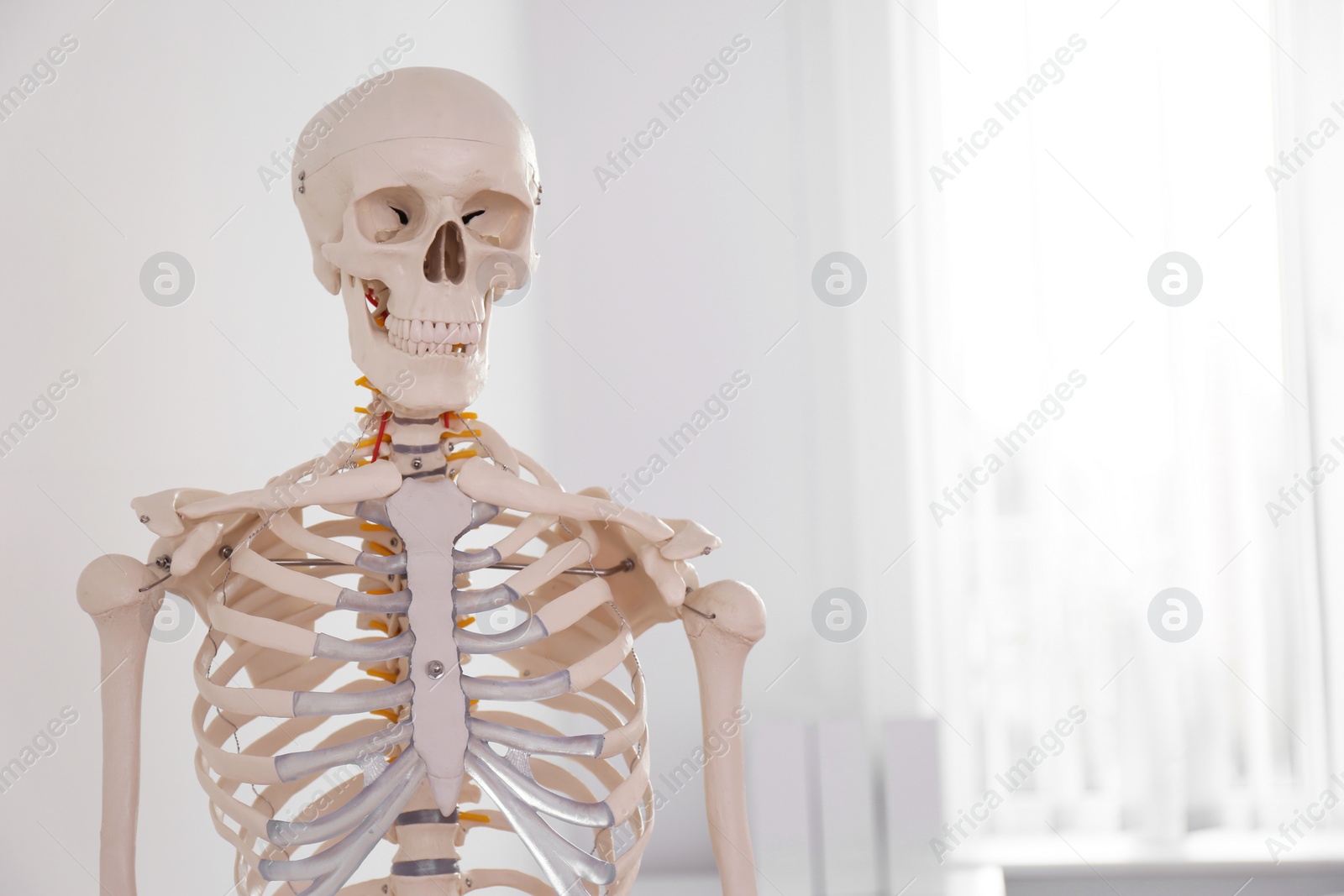 Photo of Human skeleton model in modern orthopedist's office