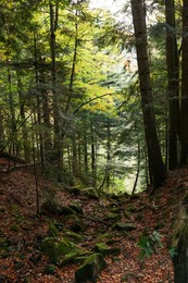 Photo of Picturesque view of pathway with stones among trees in beautiful forest on autumn day