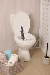 Image of Rat on toilet bowl in light bathroom 