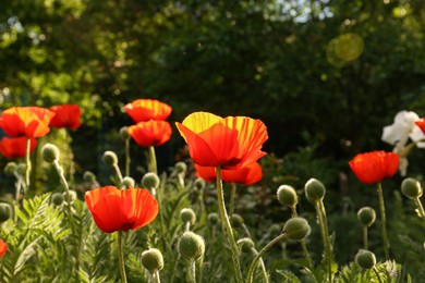 Beautiful red poppy flowers outdoors on sunny day