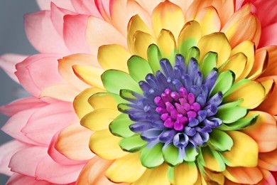 Image of Beautiful chrysanthemum flower in rainbow colors on grey background, closeup