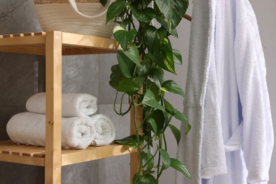 Rolled towels and houseplant on shelves indoors