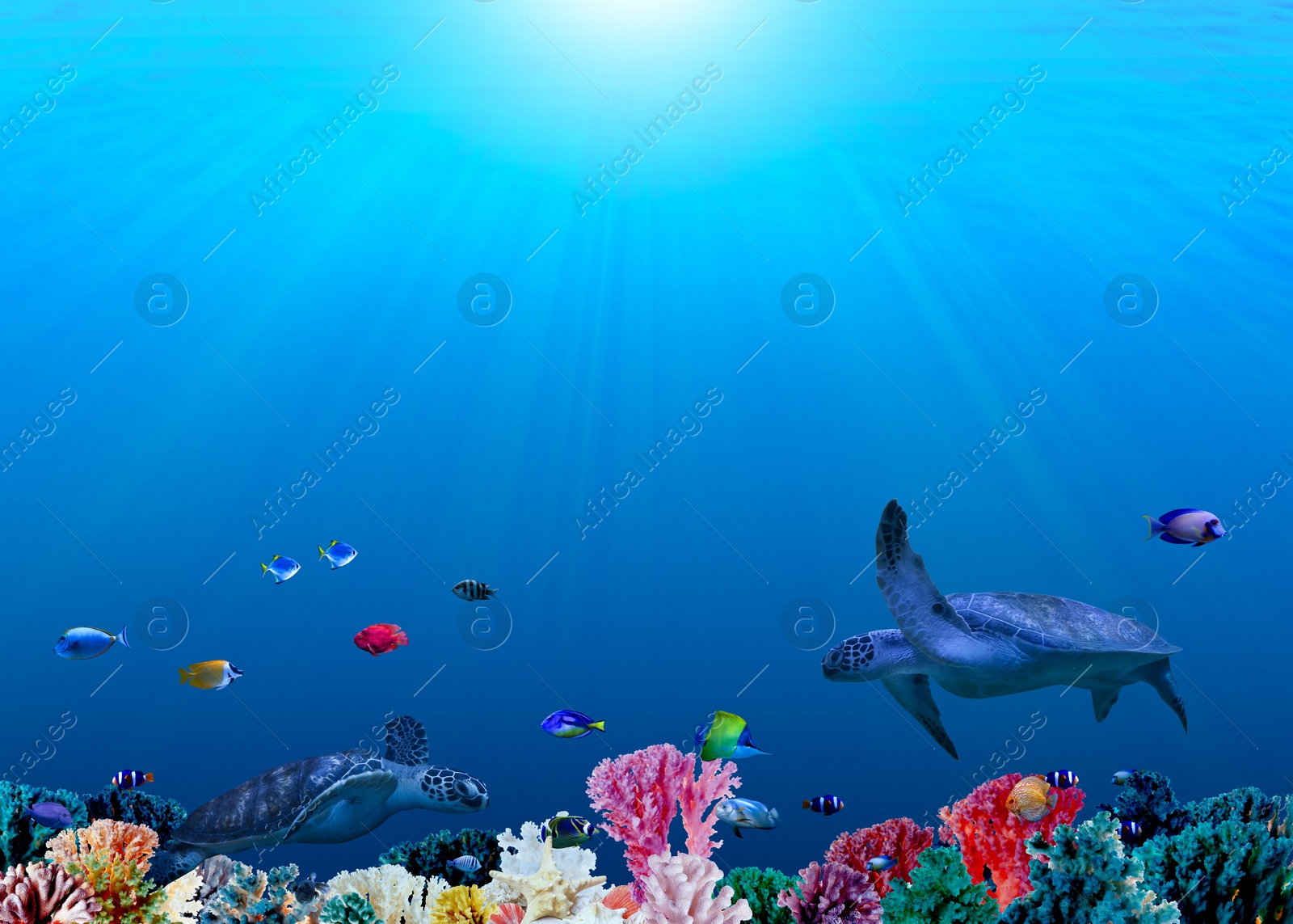 Image of Beautiful corals, different fishes and turtle in sea. Underwater world