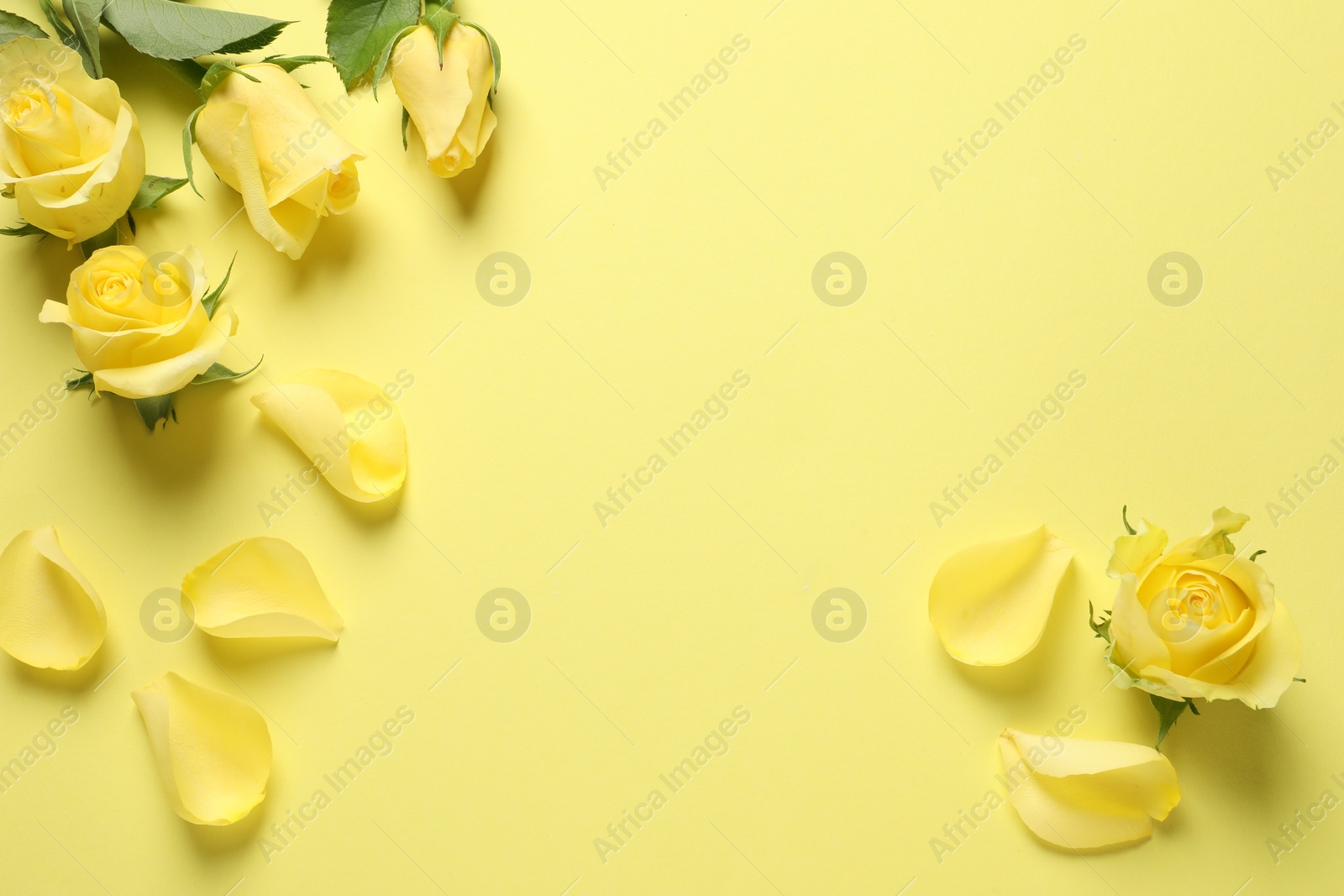 Photo of Beautiful roses and petals on yellow background, flat lay. Space for text