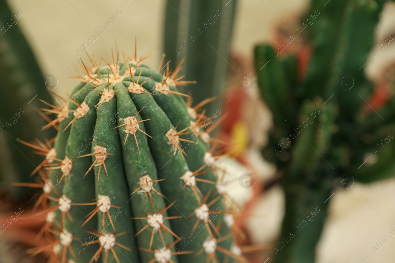 Photo of Closeup view of beautiful cactus on blurred background. Space for text