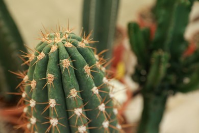 Closeup view of beautiful cactus on blurred background. Space for text