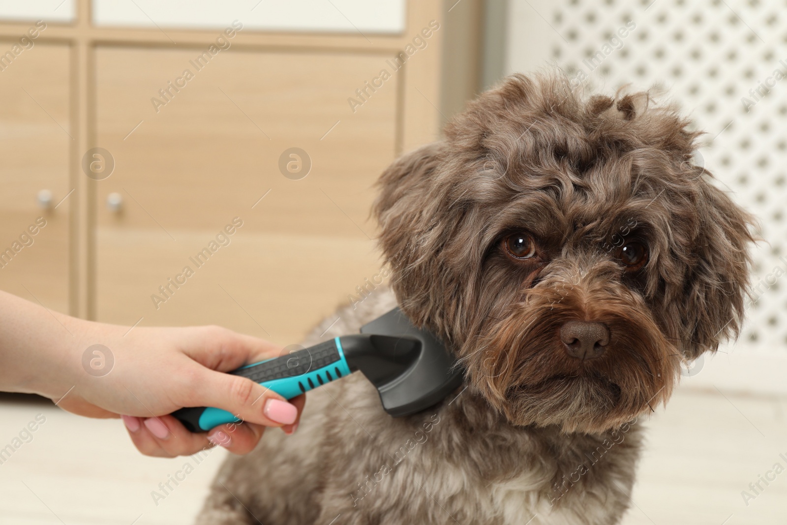 Photo of Woman brushing her cute Maltipoo dog at home, closeup. Lovely pet