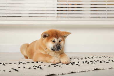 Cute Akita Inu puppy indoors. Baby animal