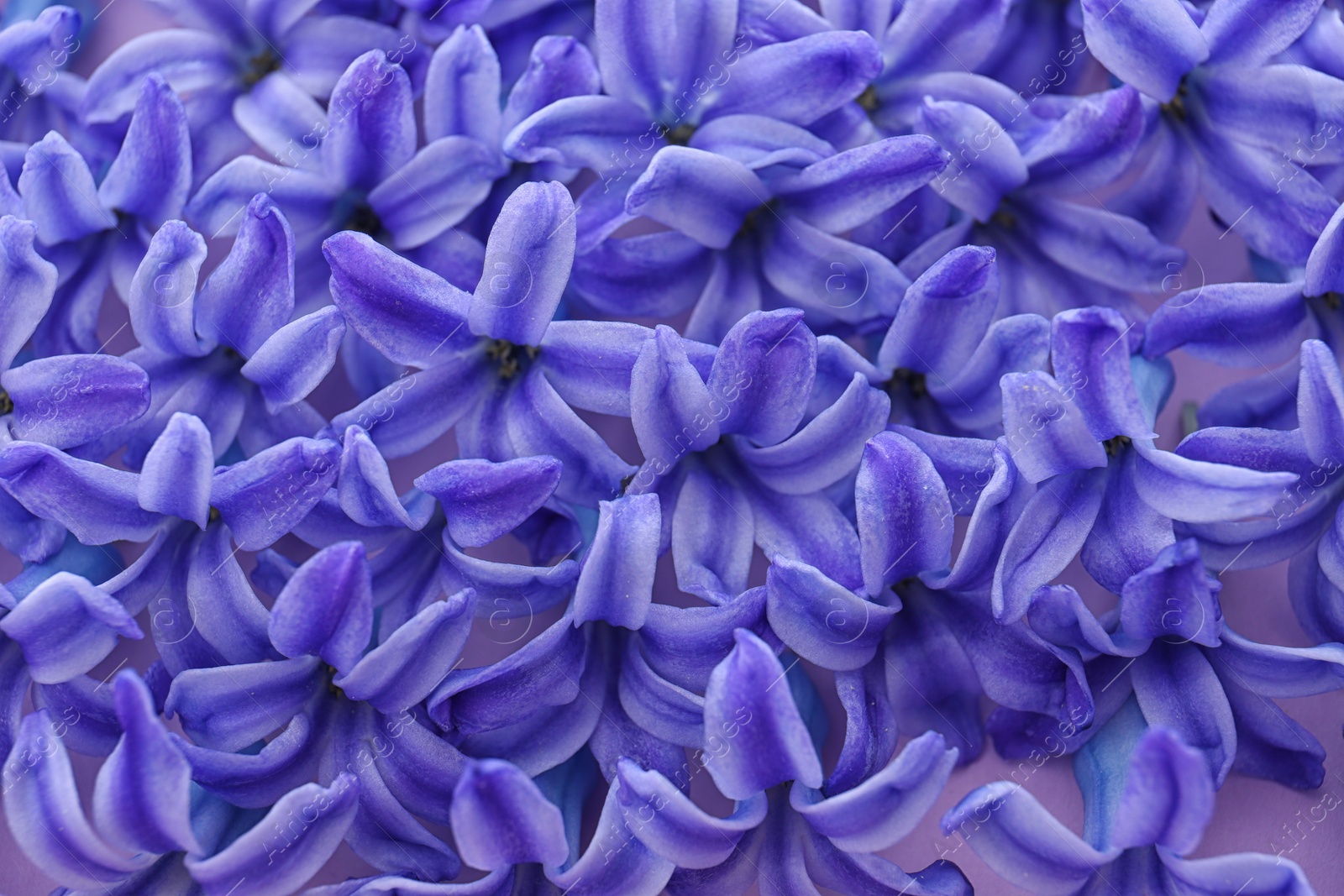 Photo of Blooming spring hyacinth flowers as background, closeup view