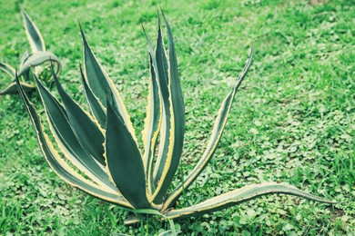 Photo of American aloe with beautiful leaves growing outdoors. Tropical plant