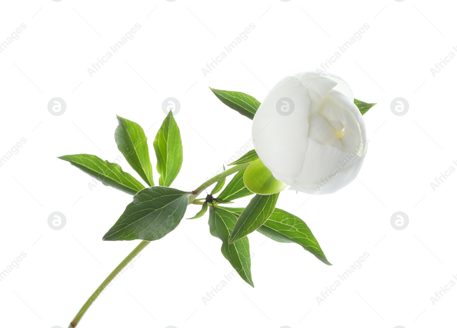 Photo of Beautiful blooming peony flower isolated on white