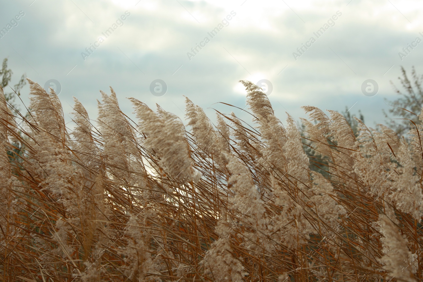 Photo of Beautiful dry reeds under cloudy sky outdoors