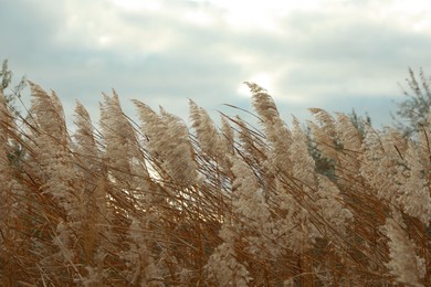 Photo of Beautiful dry reeds under cloudy sky outdoors