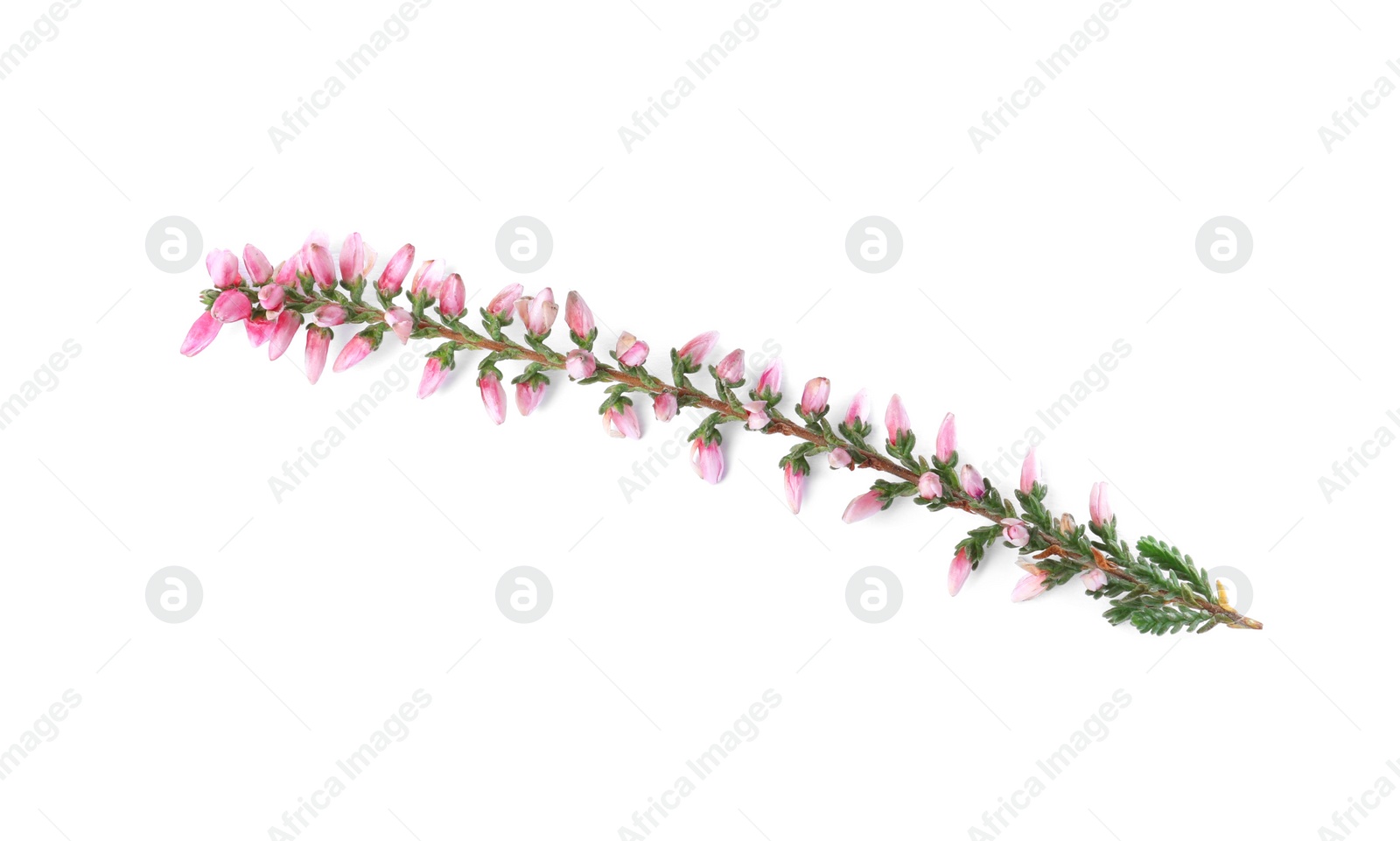 Photo of Sprig of heather with beautiful flowers isolated on white