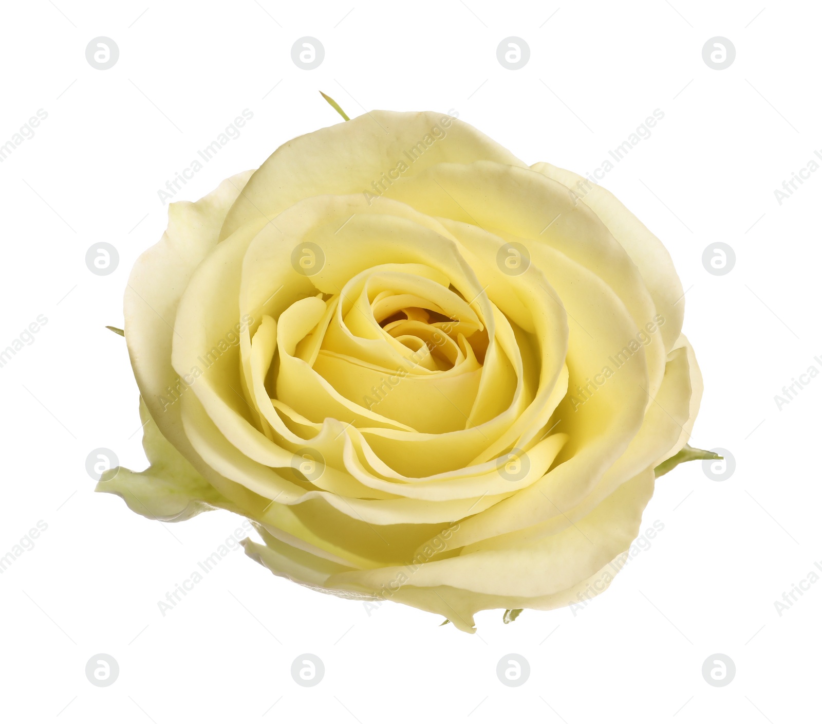 Photo of Beautiful fresh yellow rose isolated on white