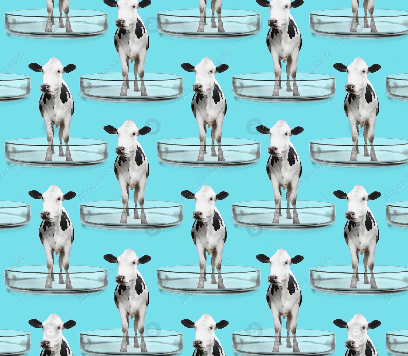 Image of Small cows in Petri dishes on turquoise background, pattern design. Cultured meat concept