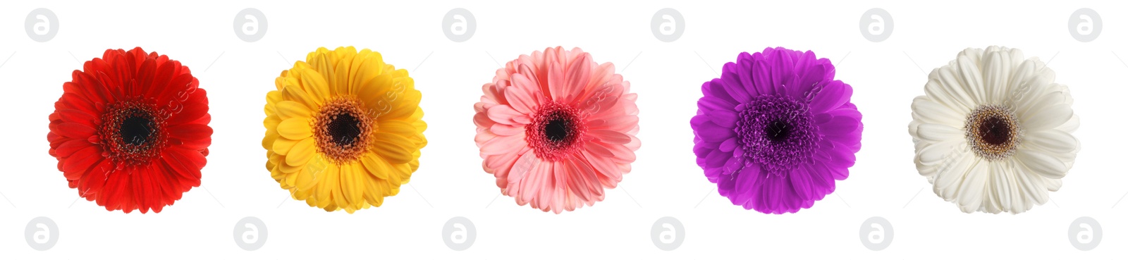 Image of Set with different beautiful gerbera flowers on white background. Banner design