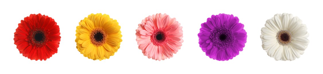 Image of Set with different beautiful gerbera flowers on white background. Banner design