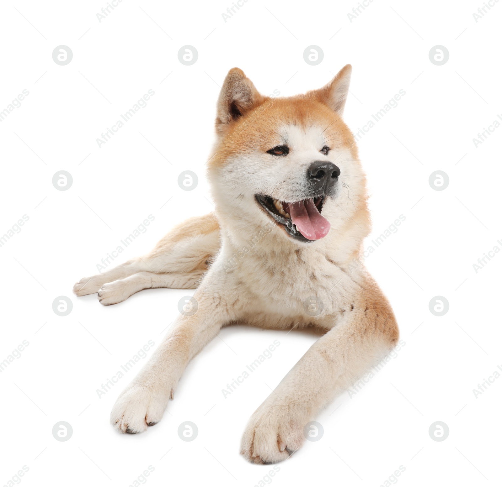 Photo of Cute Akita Inu dog isolated on white