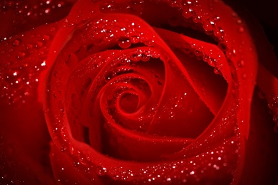 Photo of Closeup view of beautiful blooming red rose with dew drops as background