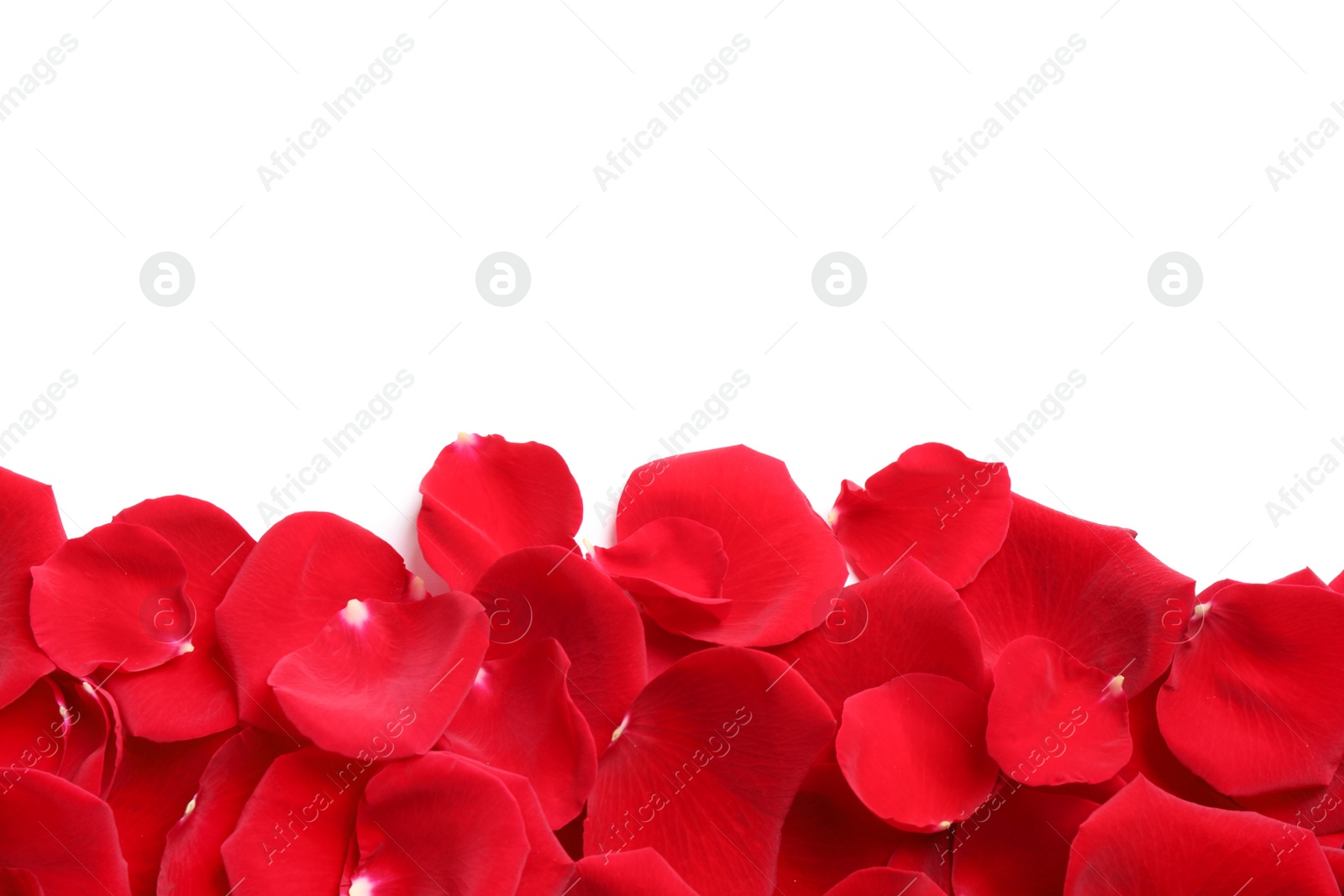 Photo of Pile of red rose petals on white background, top view