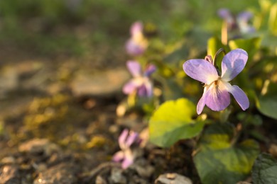 Photo of Beautiful wild violets blooming in forest, space for text. Spring flowers