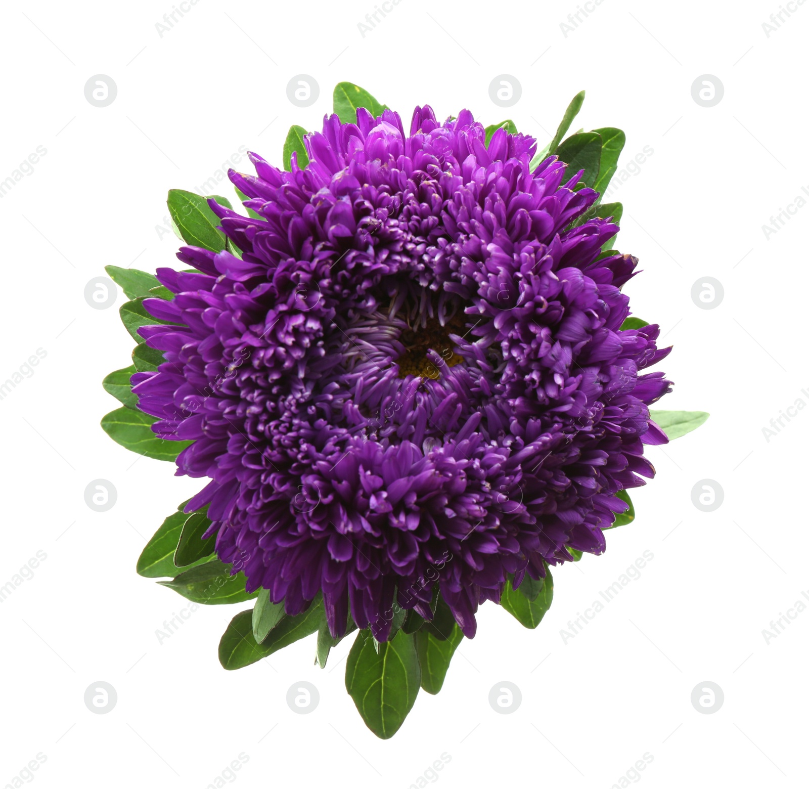Photo of Beautiful purple aster isolated on white, top view.  Autumn flower