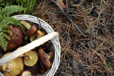 Photo of Wicker basket with fresh wild mushrooms in forest, top view. Space for text