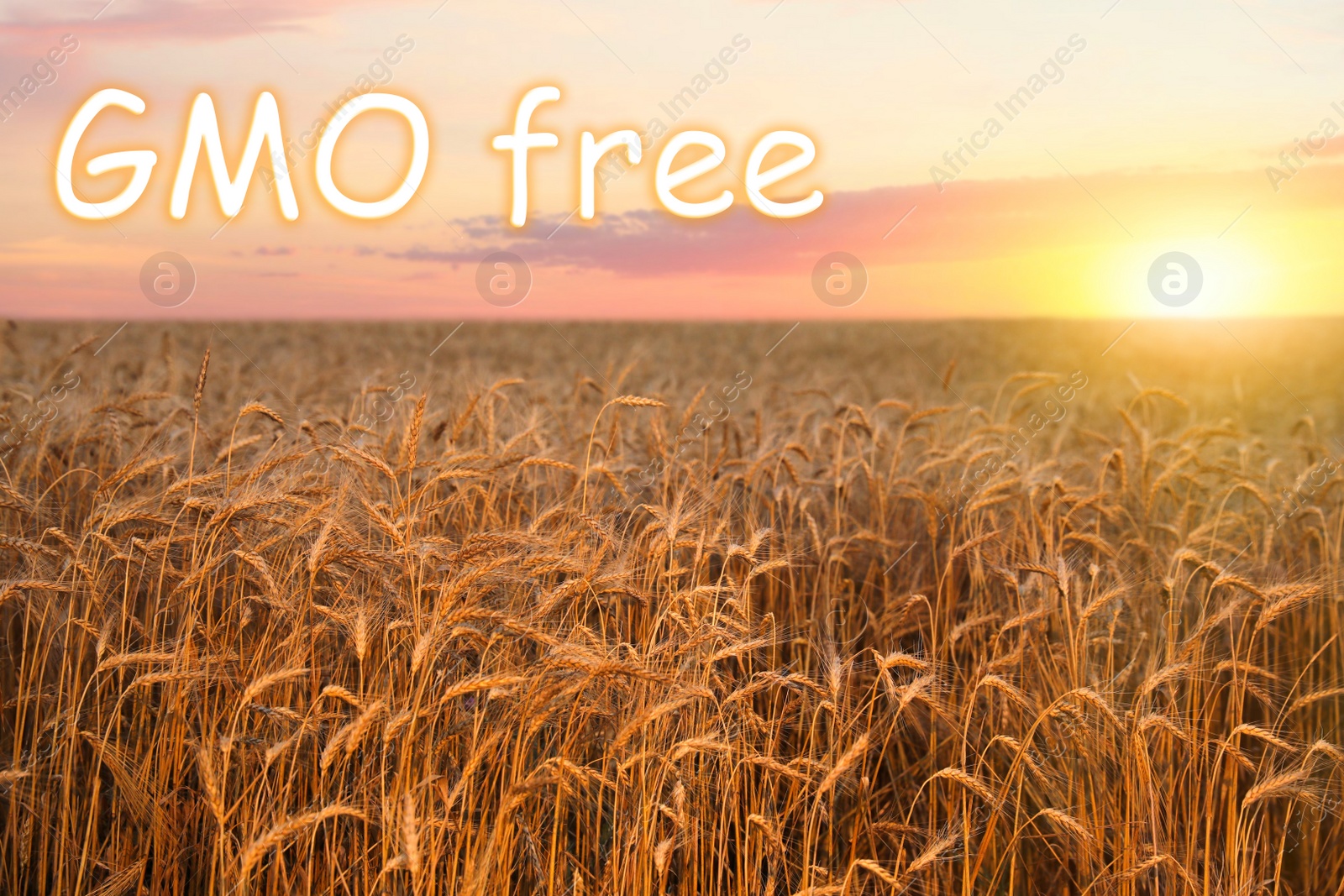 Image of Concept of GMO free harvest. Beautiful wheat field with ripe spikelets at sunset